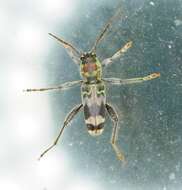 Image of Rustic Borer