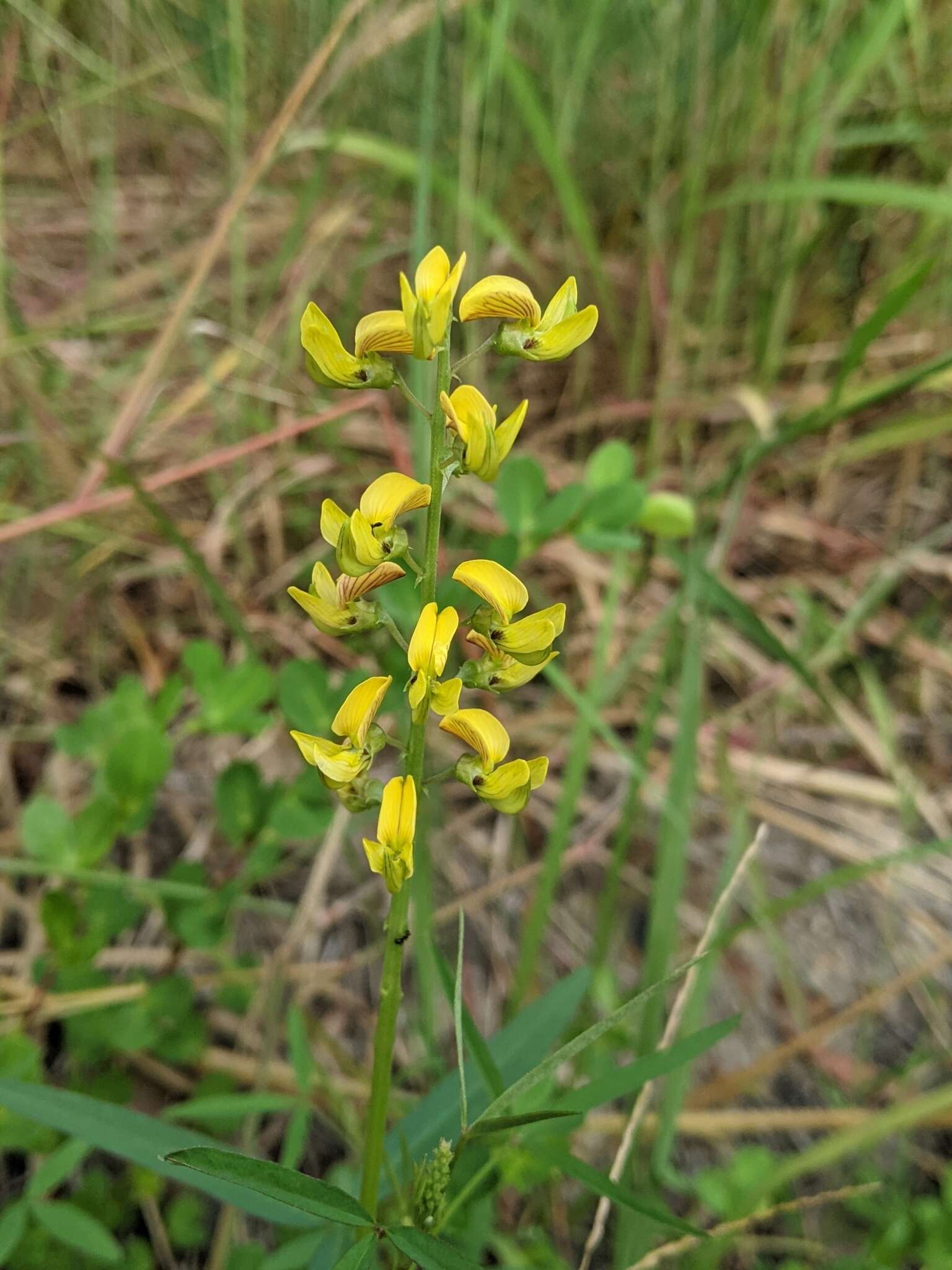 Image of Crotalaria lanceolata subsp. lanceolata