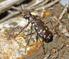 Image of Twelve-spotted Tiger Beetle