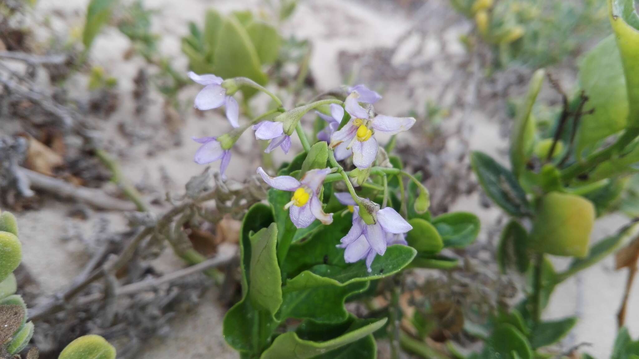 Image of Solanum africanum Dun.