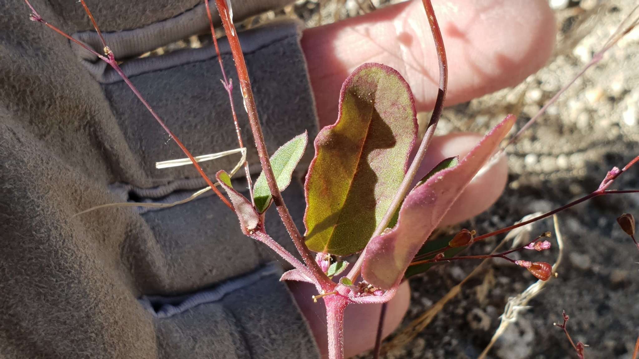 Imagem de Boerhavia triquetra S. Wats.