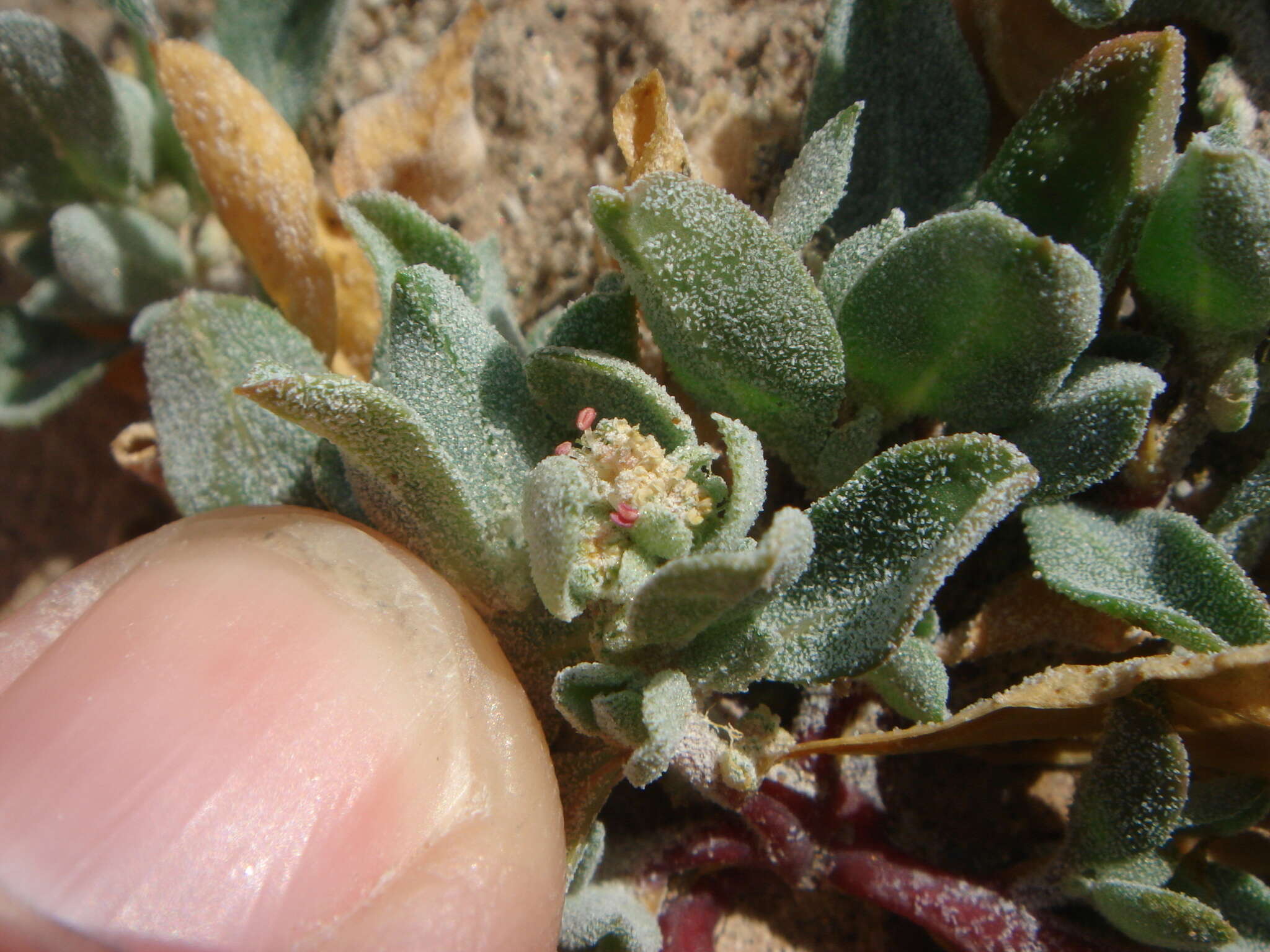 Image of wheelscale saltbush