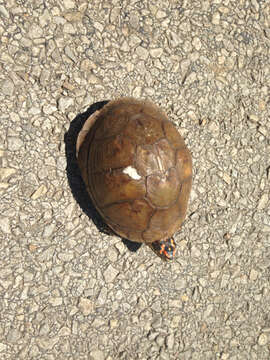 Image of Three-toed box turtle