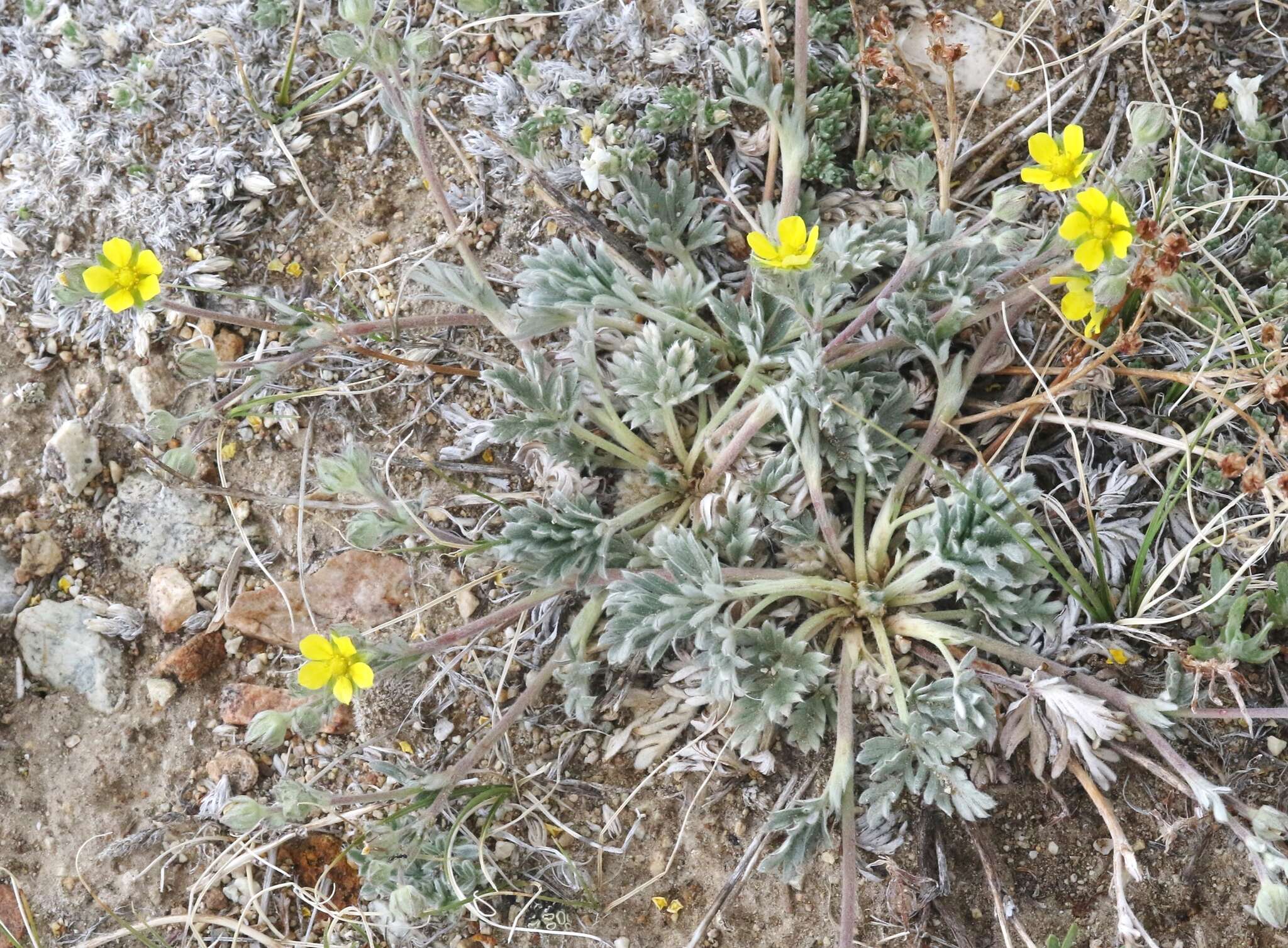 Image of silky cinquefoil