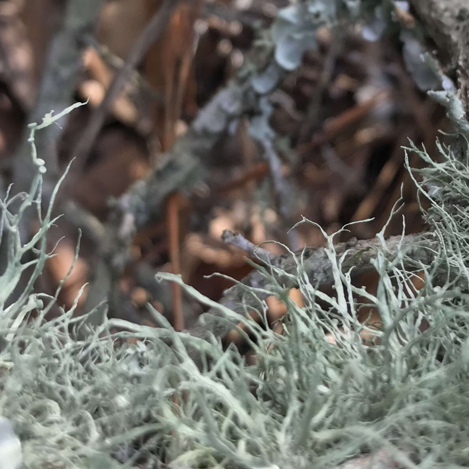 Image of cartilage lichen