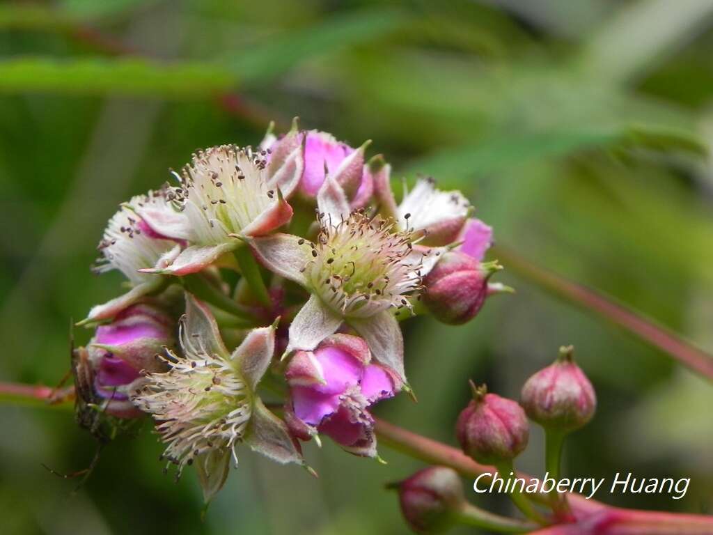 Image of Rubus inopertus (Diels) Focke