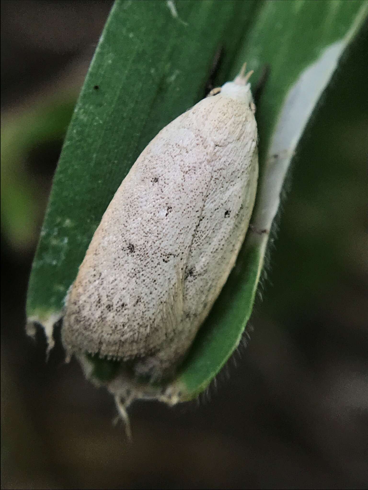 Image of Inga obscuromaculella Chambers 1878