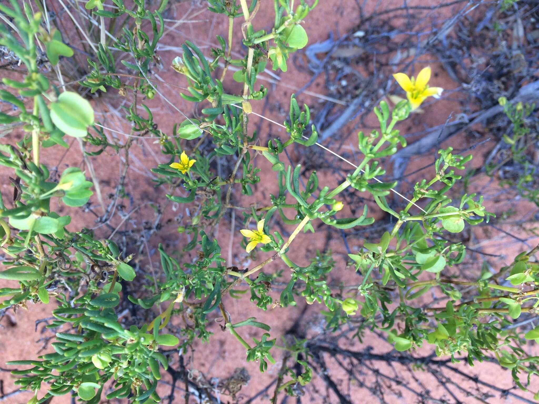 Image of Roepera eremaea (Diels) Beier & Thulin