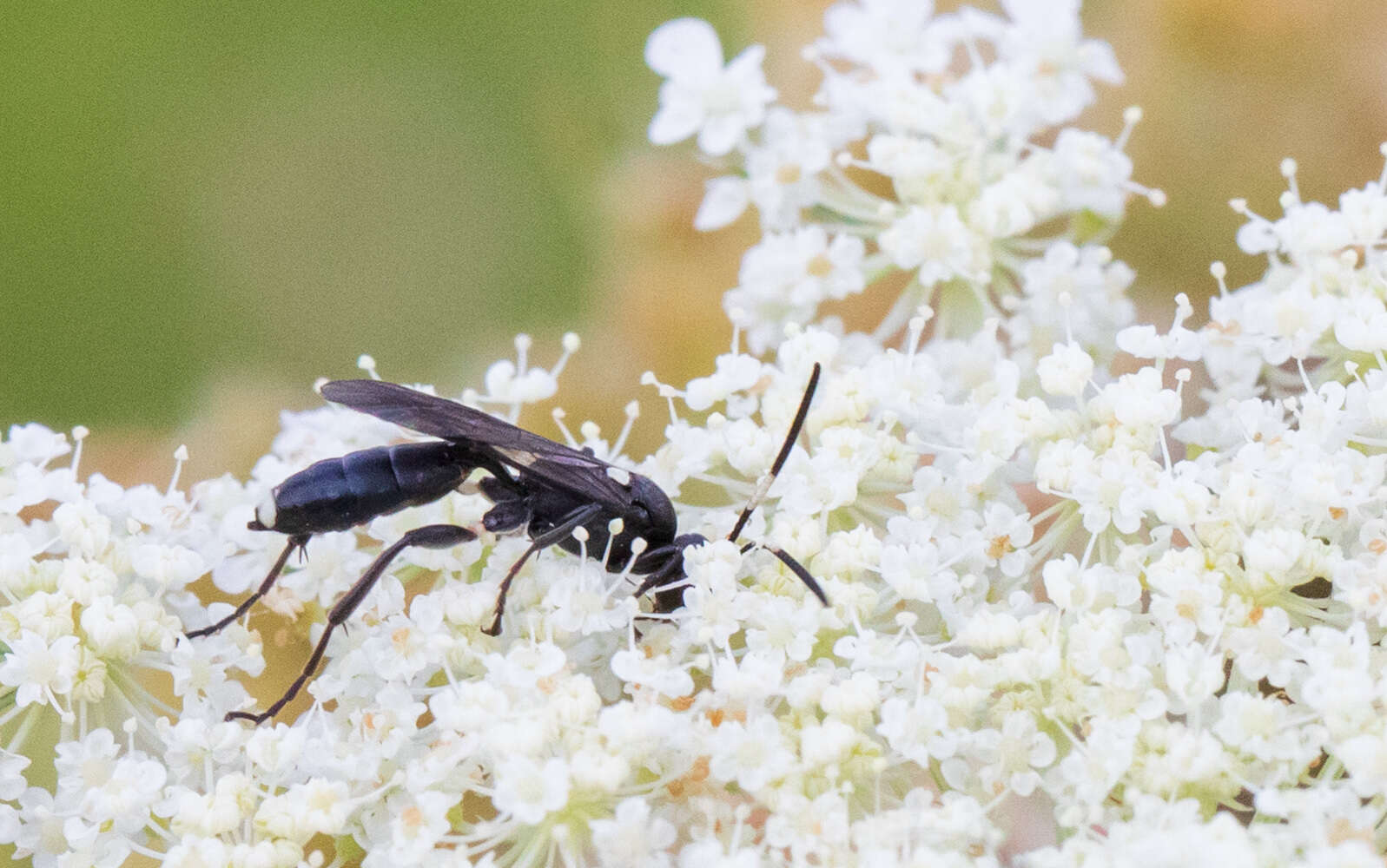 Image of Vulgichneumon brevicinctor (Say 1825)