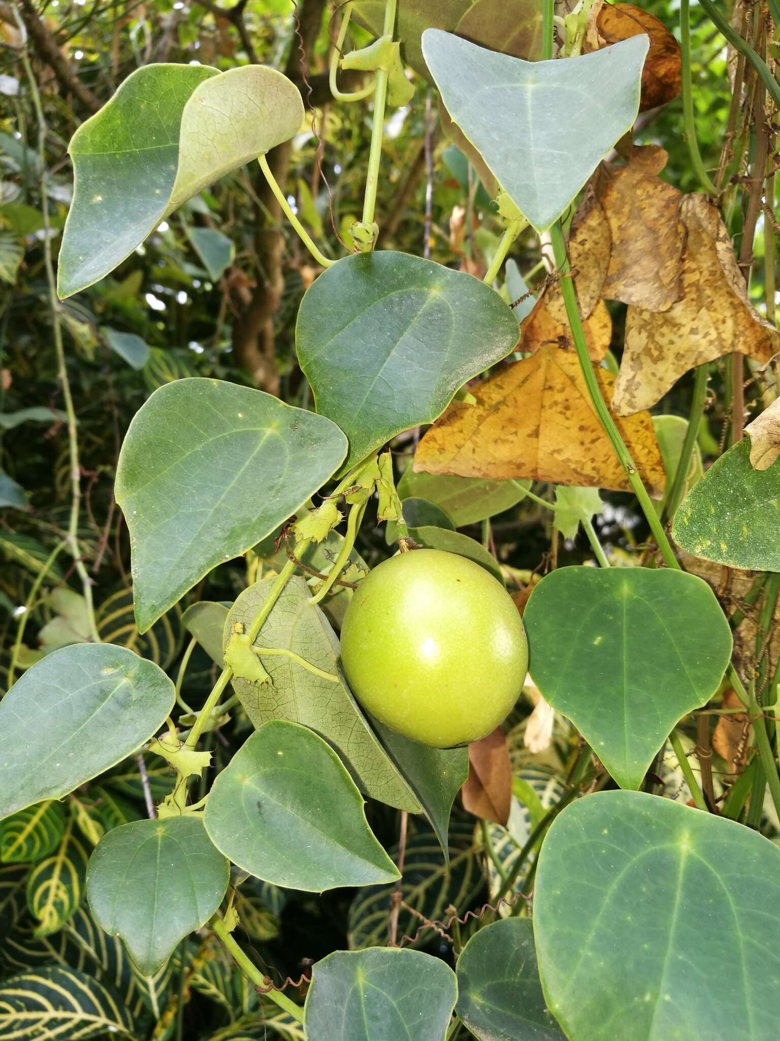Passiflora guatemalensis S. Wats. ex W. T. Brigham的圖片