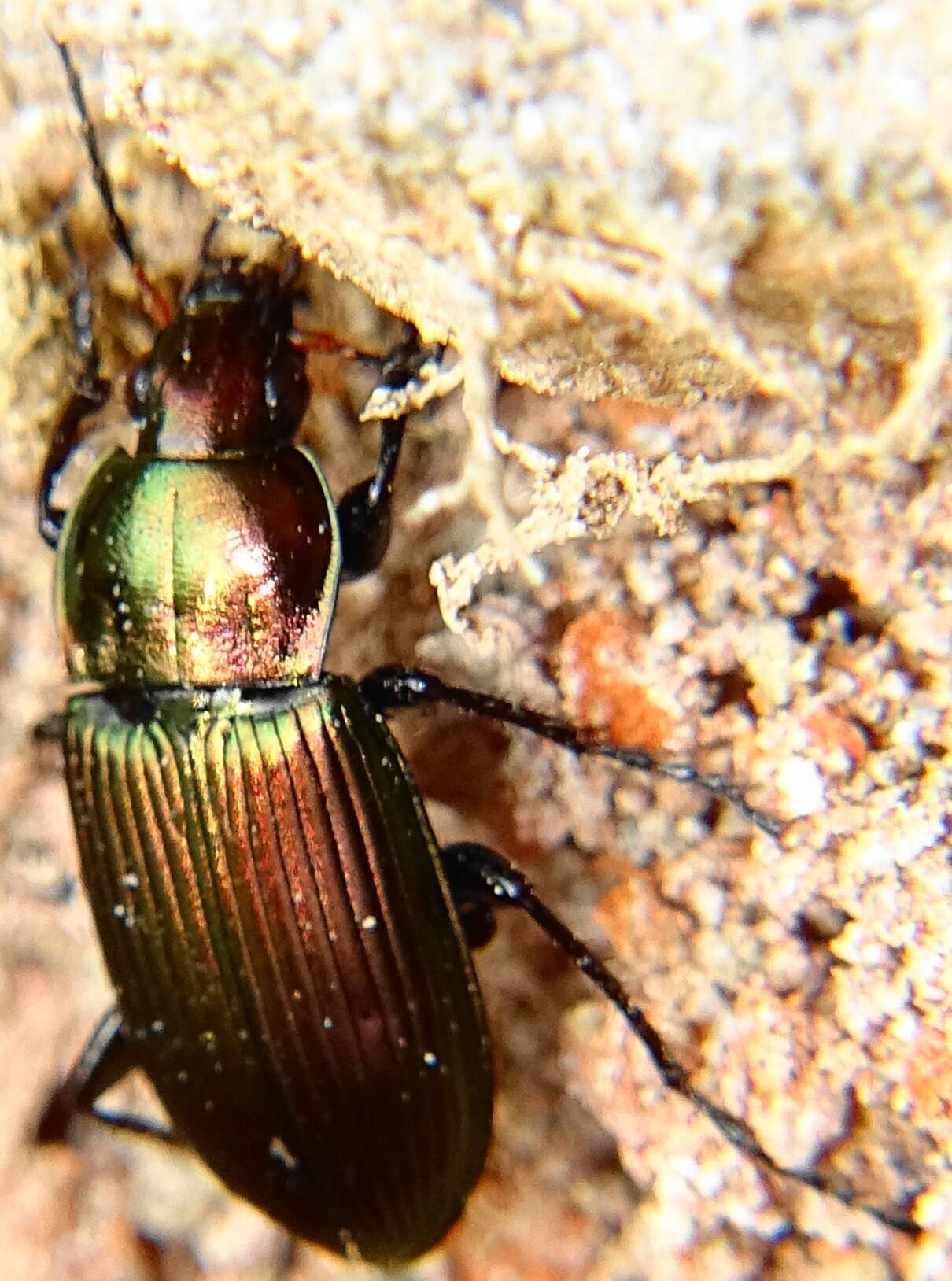 Image of Poecilus (Poecilus) cupreus (Linnaeus 1758)