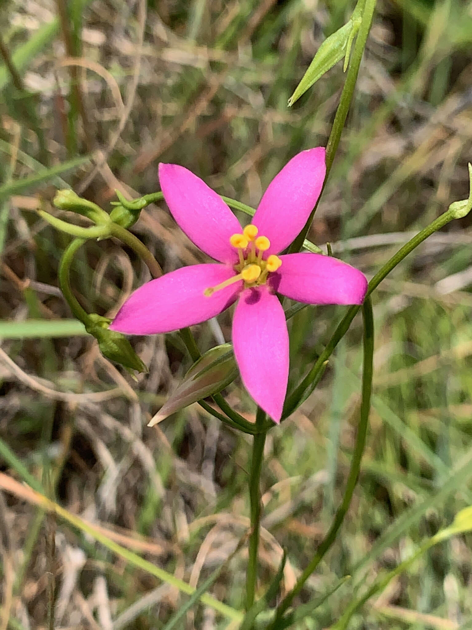 Image of Pink star