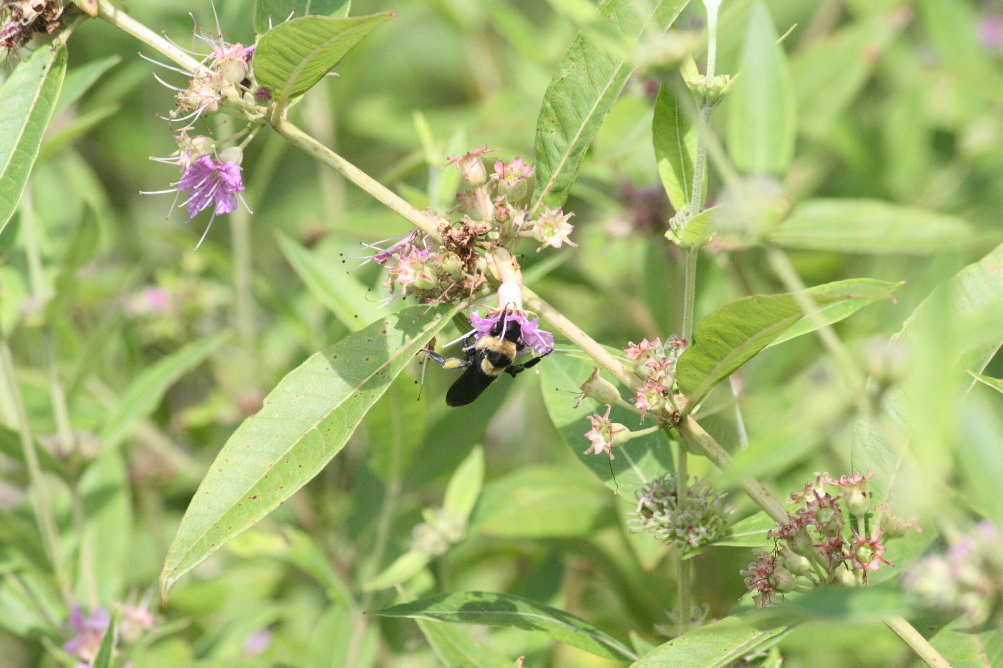 Слика од Bombus fraternus (Smith 1854)