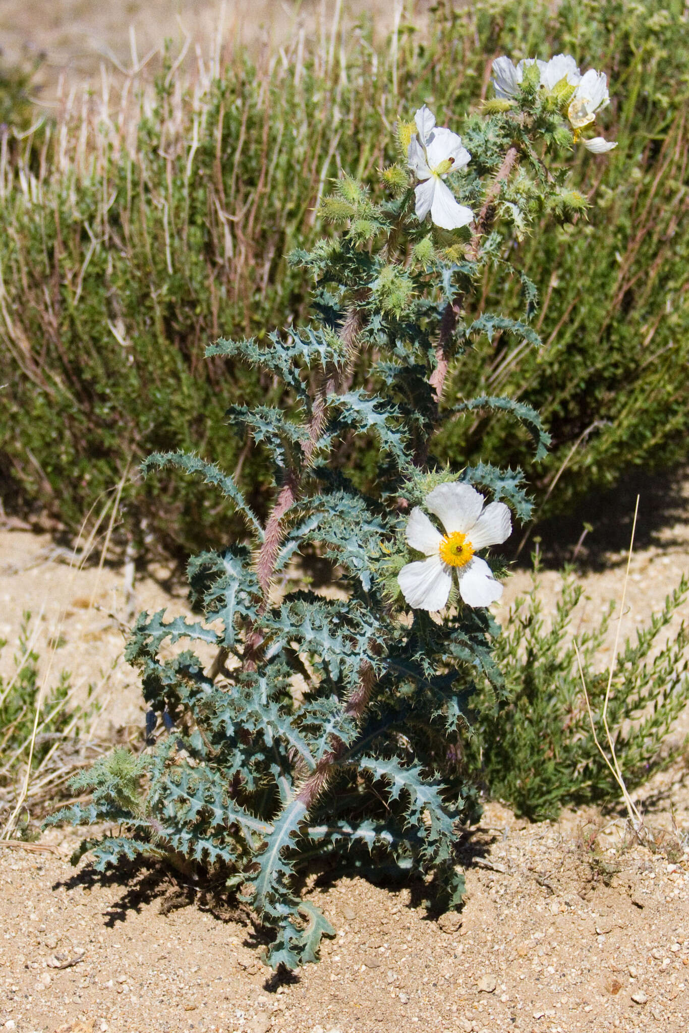 Image of Mojave pricklypoppy