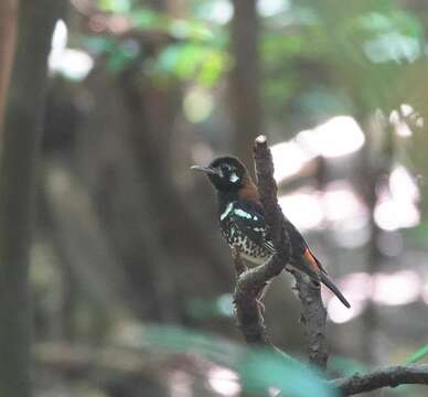 Geokichla erythronota Sclater & PL 1859 resmi