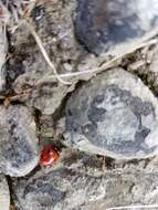 صورة Coccinella transversoguttata richardsoni Brown 1962