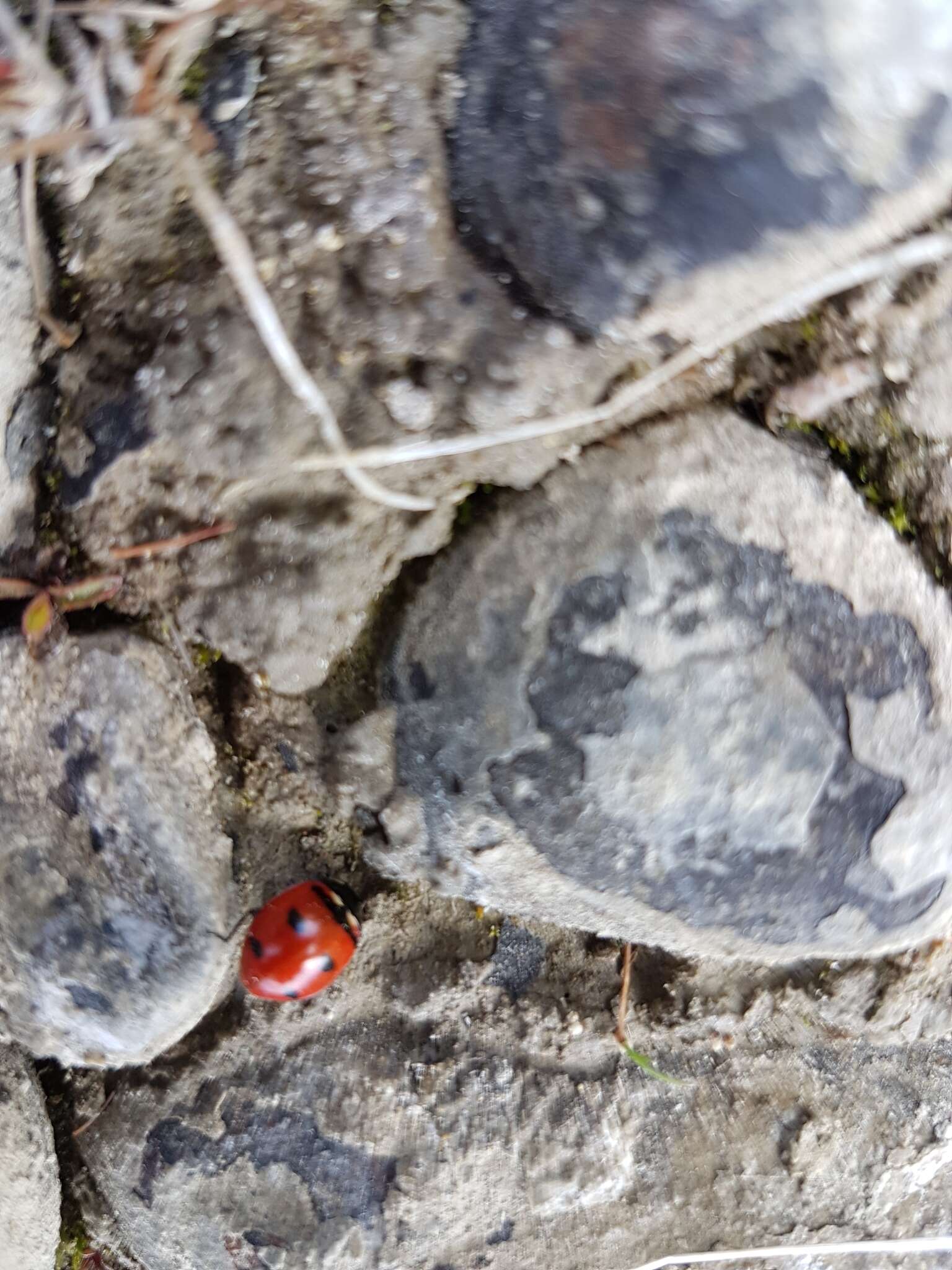 صورة Coccinella transversoguttata richardsoni Brown 1962