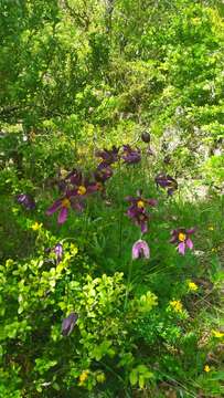 Imagem de Pulsatilla rubra (Lam.) Delarbre