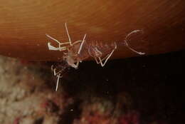 Image of shrimp retainer