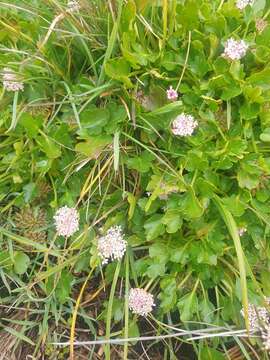 Trachymene humilis (Domin) Benth. resmi