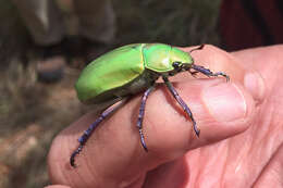 Imagem de Chrysina beyeri (Skinner 1905)