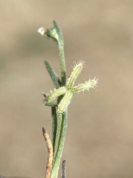 Image of sagebrush combseed