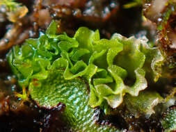 Image of Fossombronia longiseta (Austin) Austin