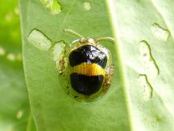 صورة Charidotis leprieuri (Boheman 1855)