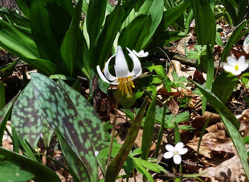 Image of white fawnlily