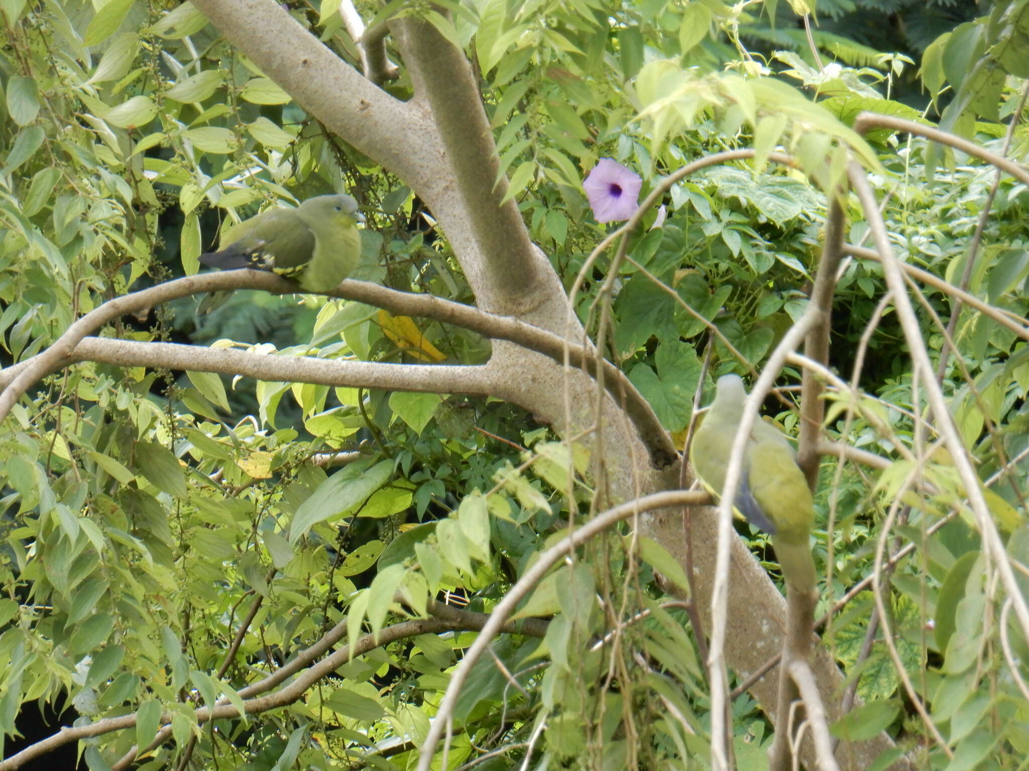 Image of Grey-fronted Green Pigeon