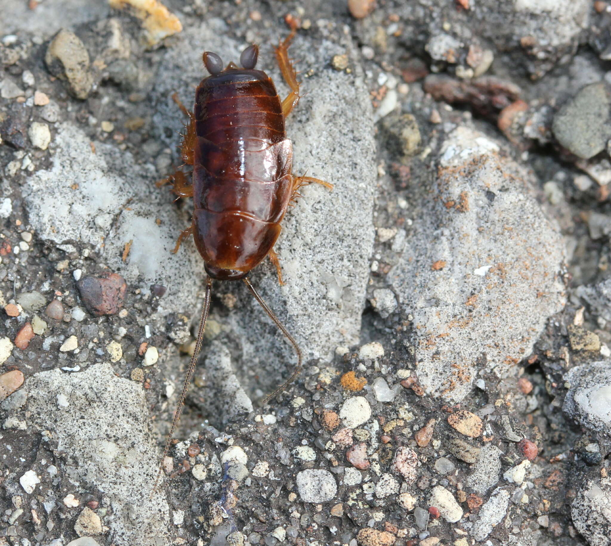 Image of Virginia Wood Cockroach