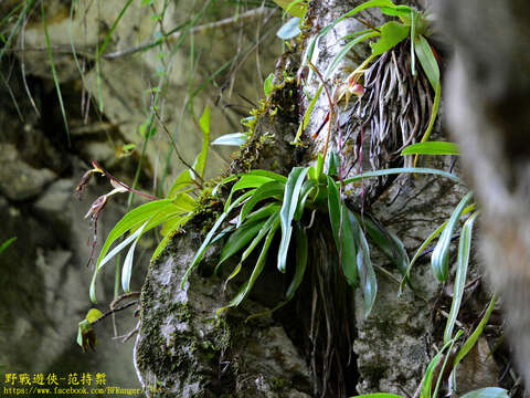 Image de Paphiopedilum sanderianum (Rchb. fil.) Stein