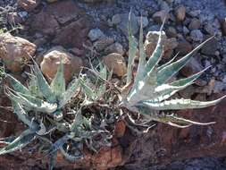 Image of Agave sobria subsp. roseana (Trel.) Gentry