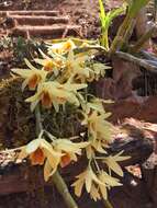 Imagem de Dendrobium heterocarpum Wall. ex Lindl.