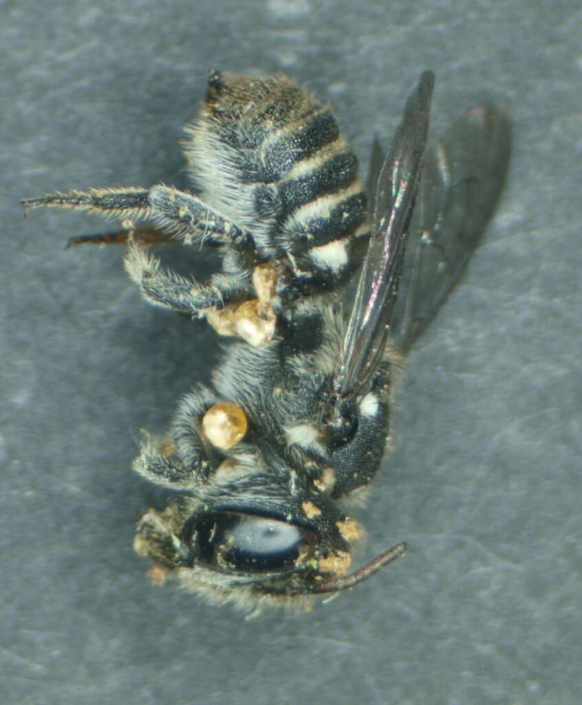 Image of Megachile apicata Smith 1853