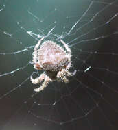 Image de Araneus gemma (McCook 1888)