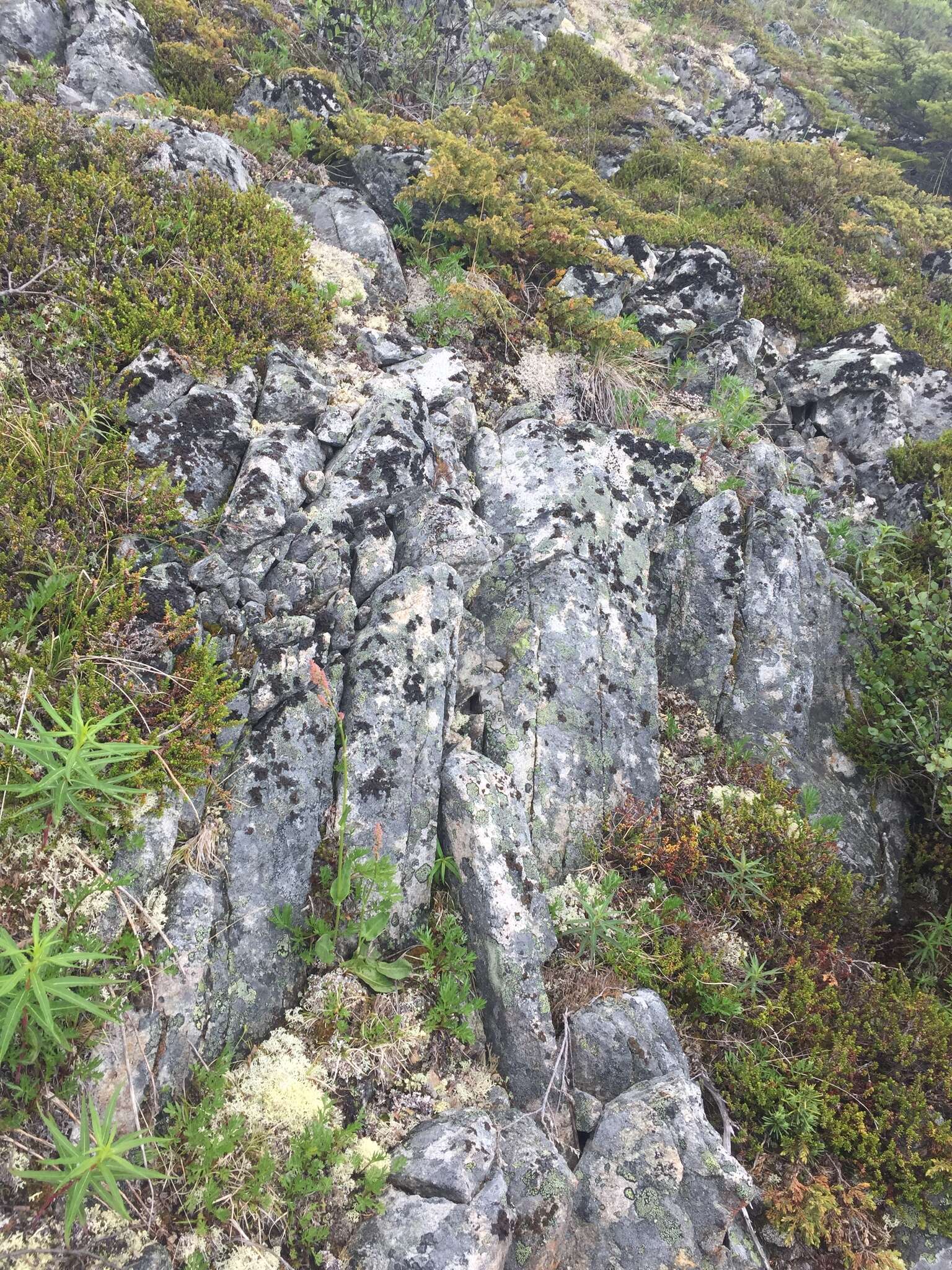 Image of Lapland Sorrel