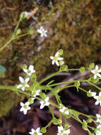 Image of Early Pseudosaxifrage