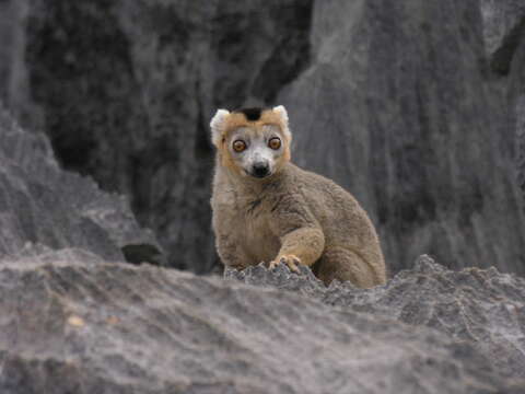 Image of Crowned Lemur