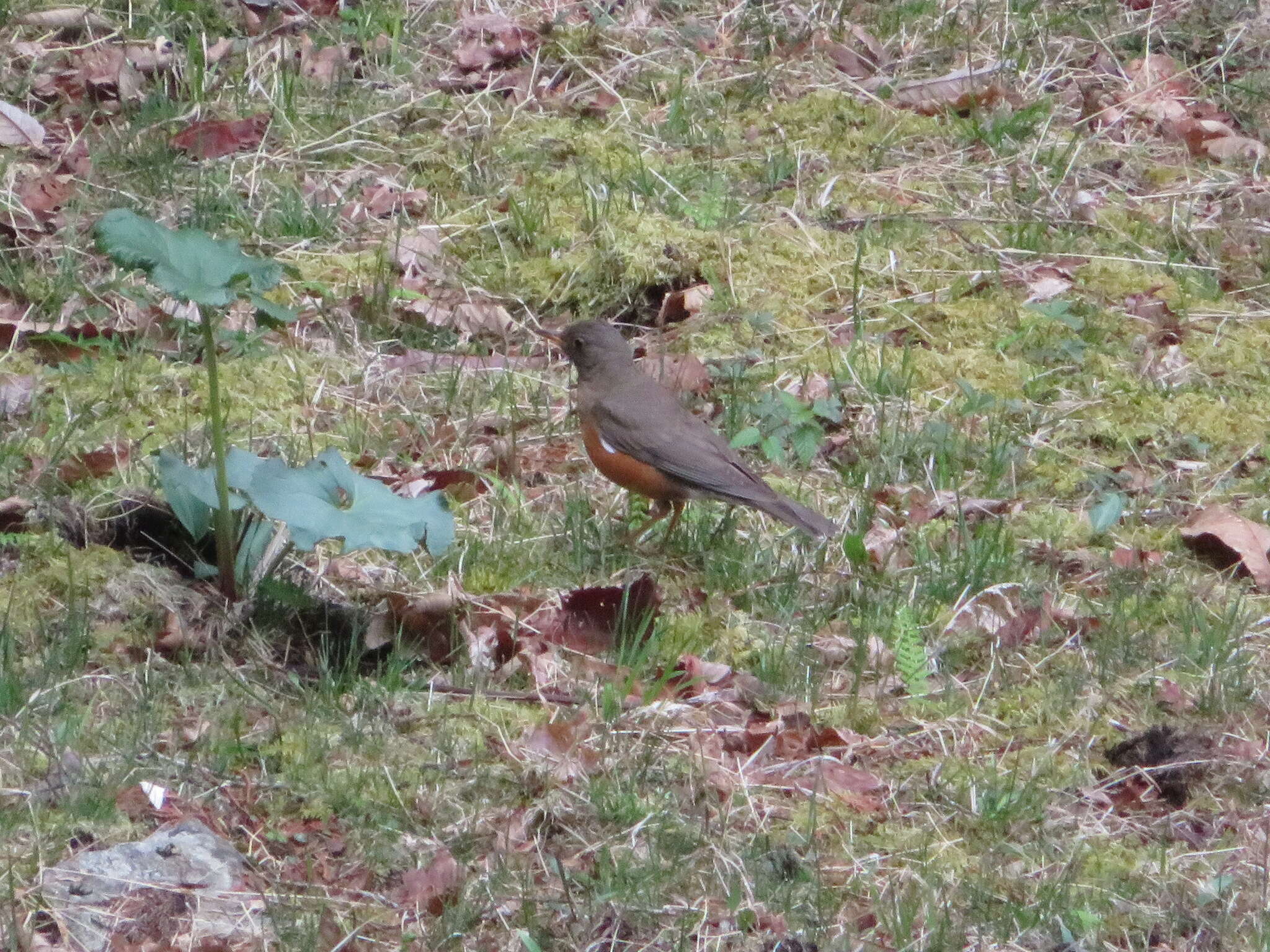 Image of Brown-headed Thrush