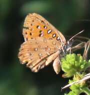 Image of Aloeides damarensis (Trimen 1891)