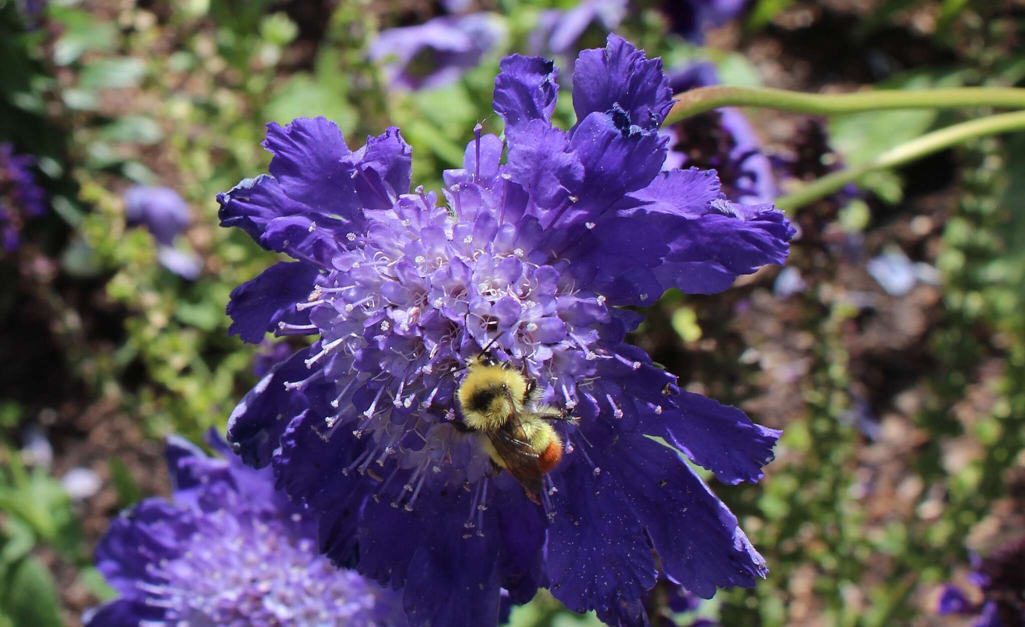 Sivun Bombus centralis Cresson 1864 kuva