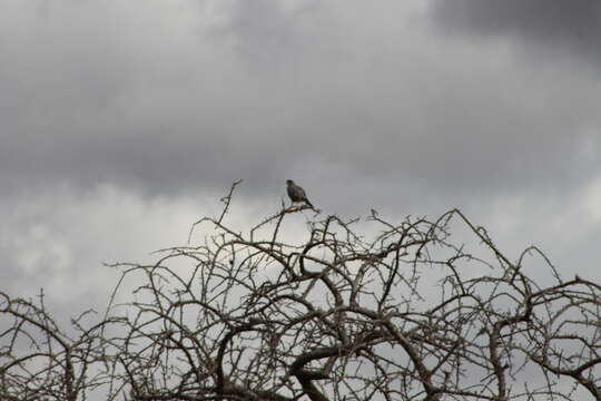 Image of Eastern Chanting Goshawk