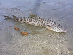 Image of Leopard Shark