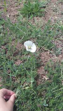 Image of Papaver albiflorum (Elkan) Pacz.