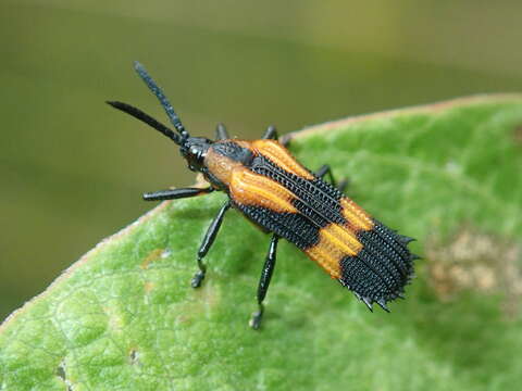 Oxychalepus anchora (Chapuis 1877)的圖片