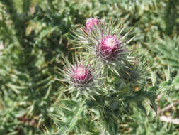 Carduus chrysacanthus Ten.的圖片