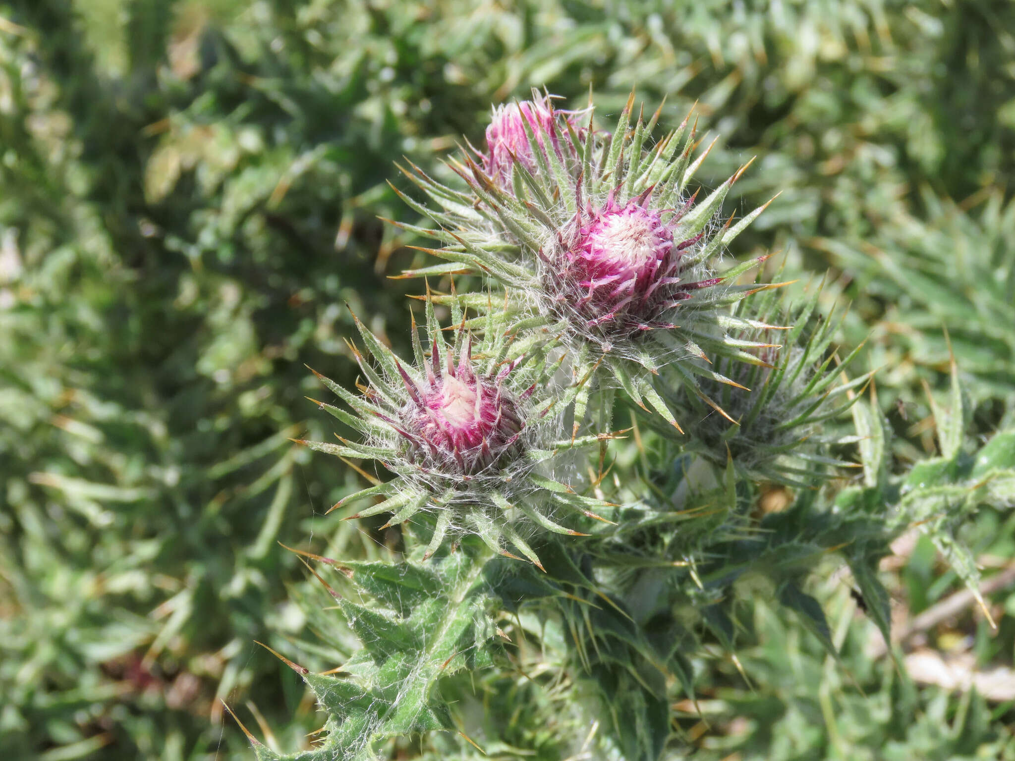 Carduus chrysacanthus Ten.的圖片