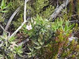 صورة Lobostemon curvifolius Buek