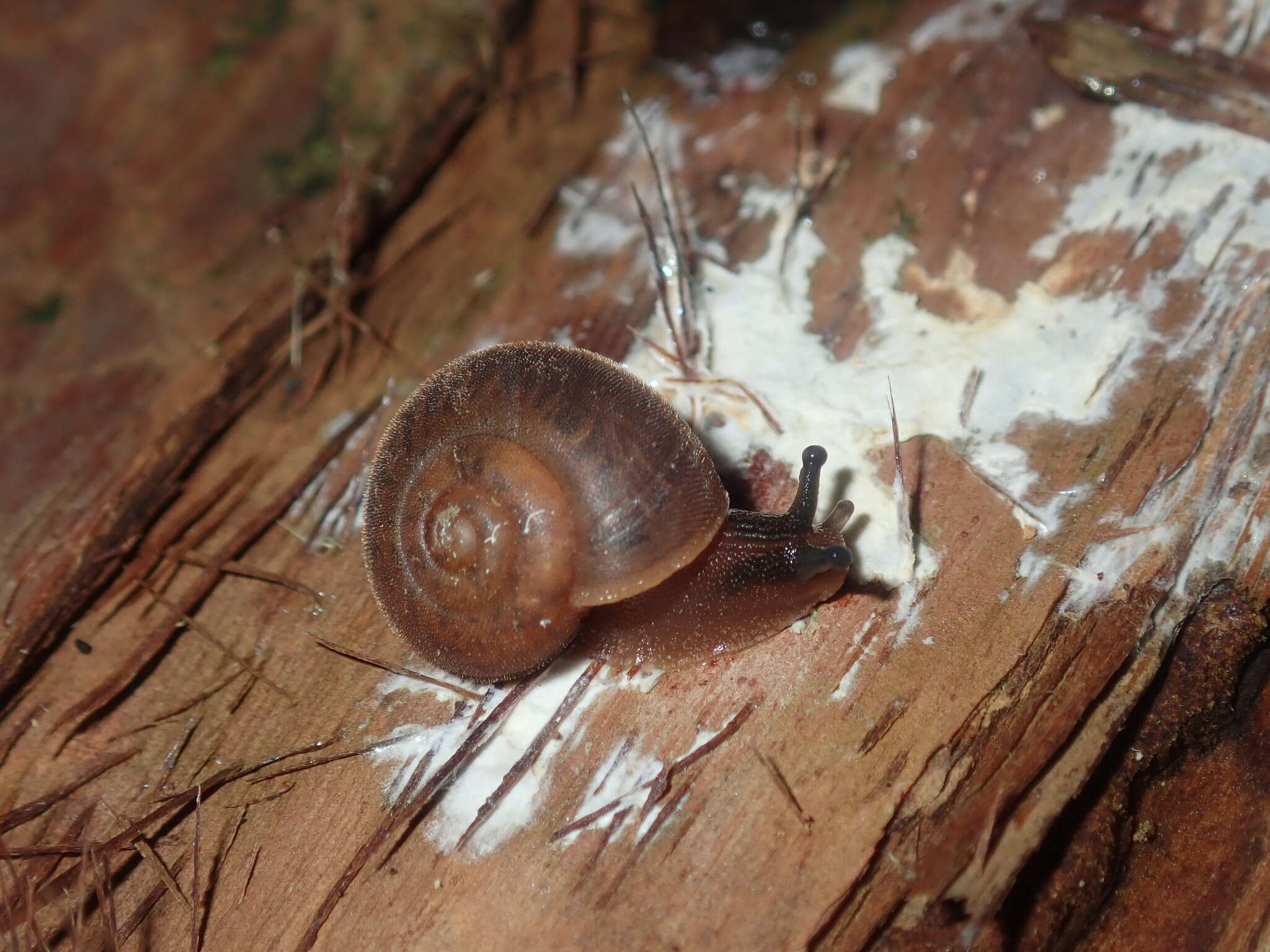 Image of Austrochloritis laurieton Shea & Griffiths 2010